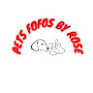Pets Fofos By Rose